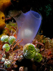 Tunicates, Bunaken by Doug Anderson 